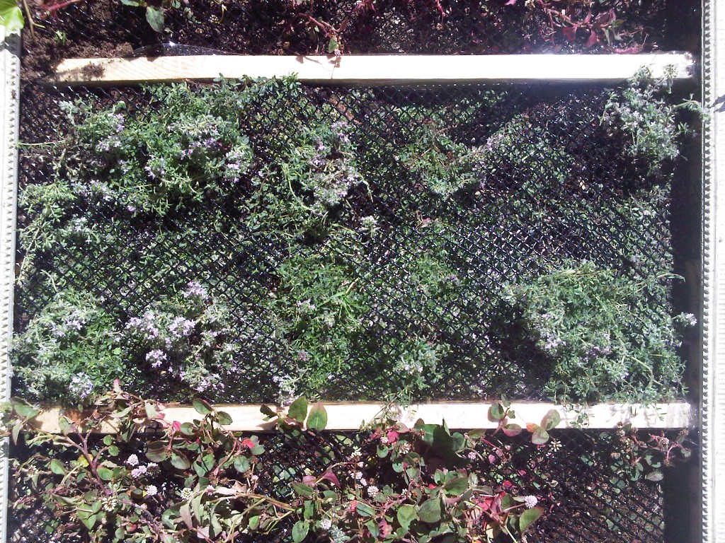 IMG00024-20090623-1427