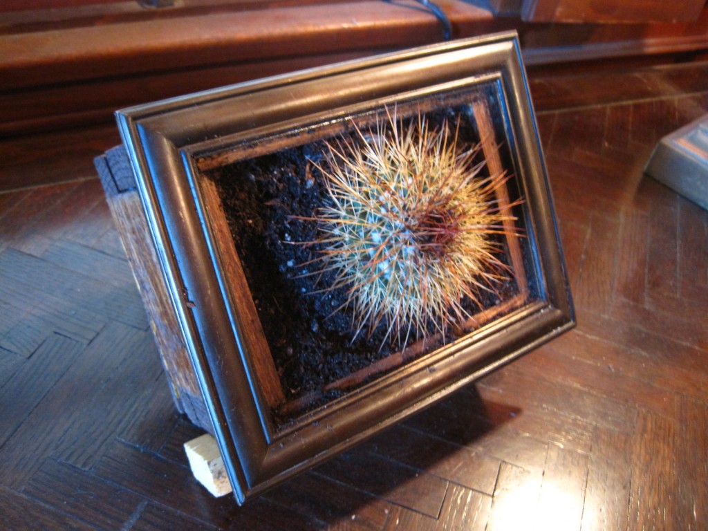 Mammillaria pettersonii Painting
