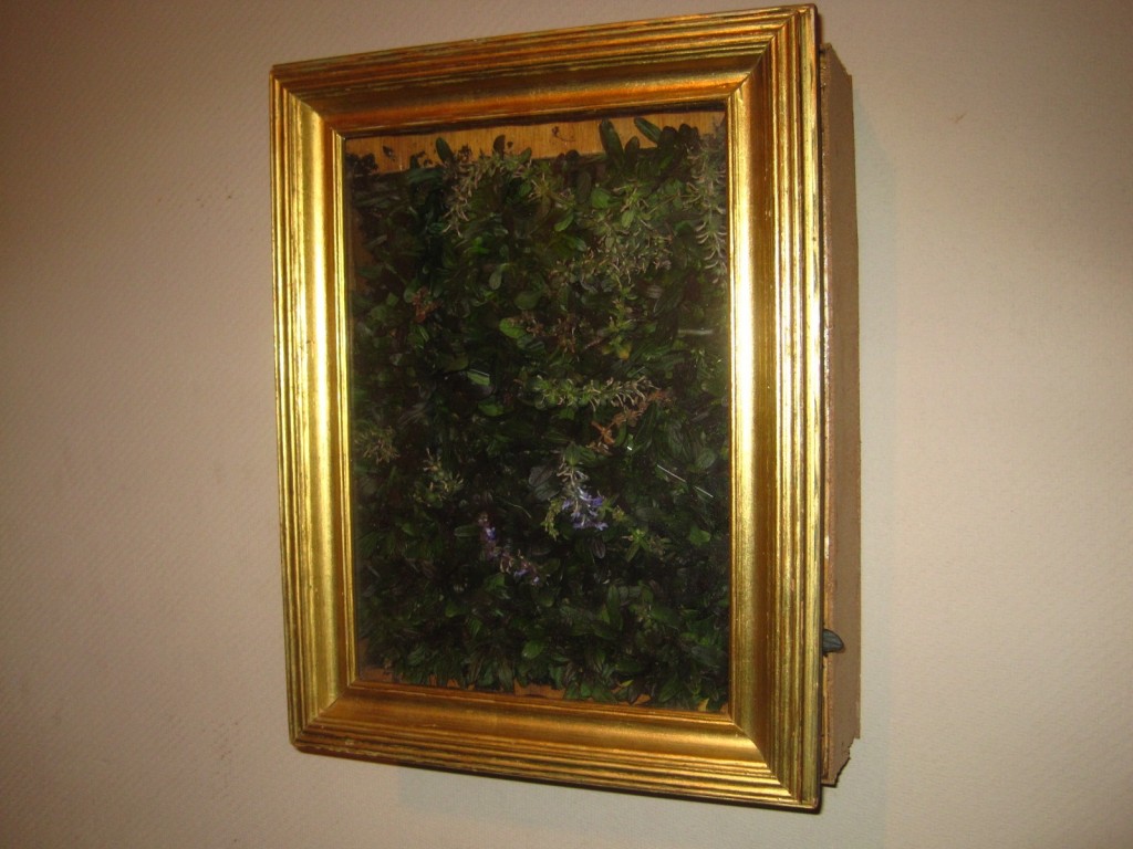 Ajuga reptans - Living Painting