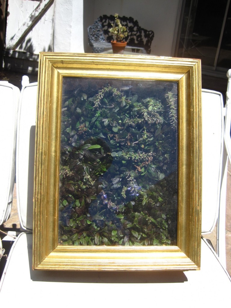 Ajuga reptans - Living Painting