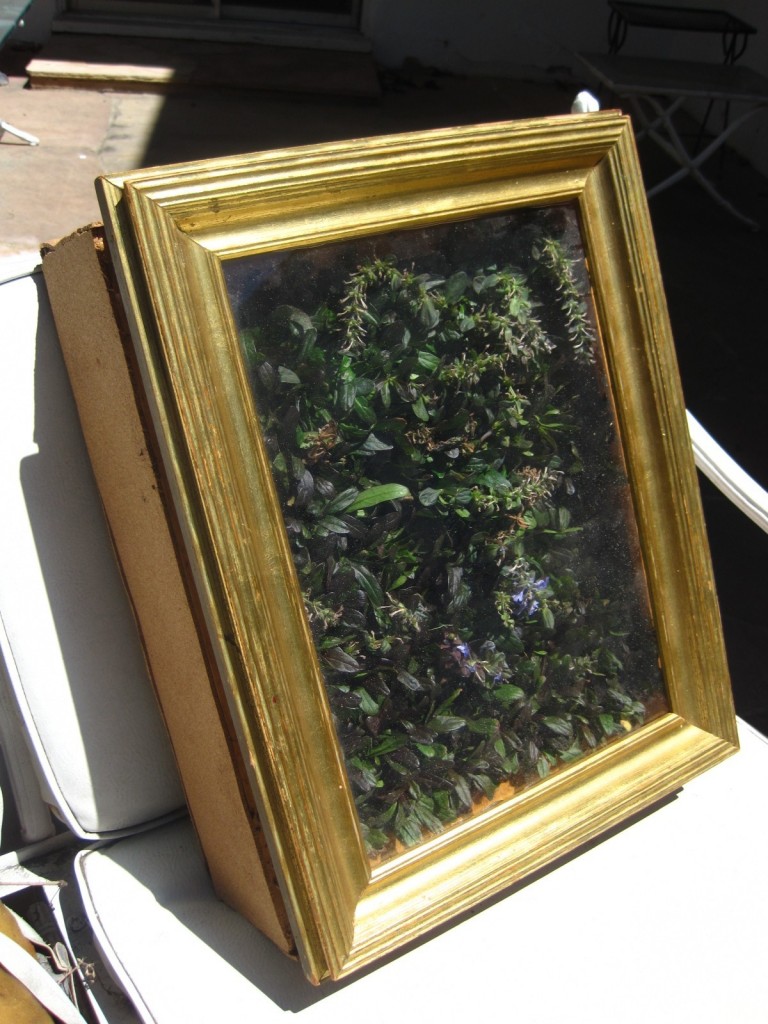 Ajuga reptans - Living Painting