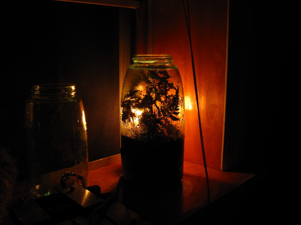 Andrew Carter Living Lamp