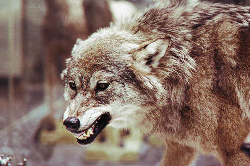 Andrew Carter Wolf
