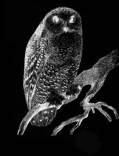 Andrew Carter - Le Sauvage American - Owl